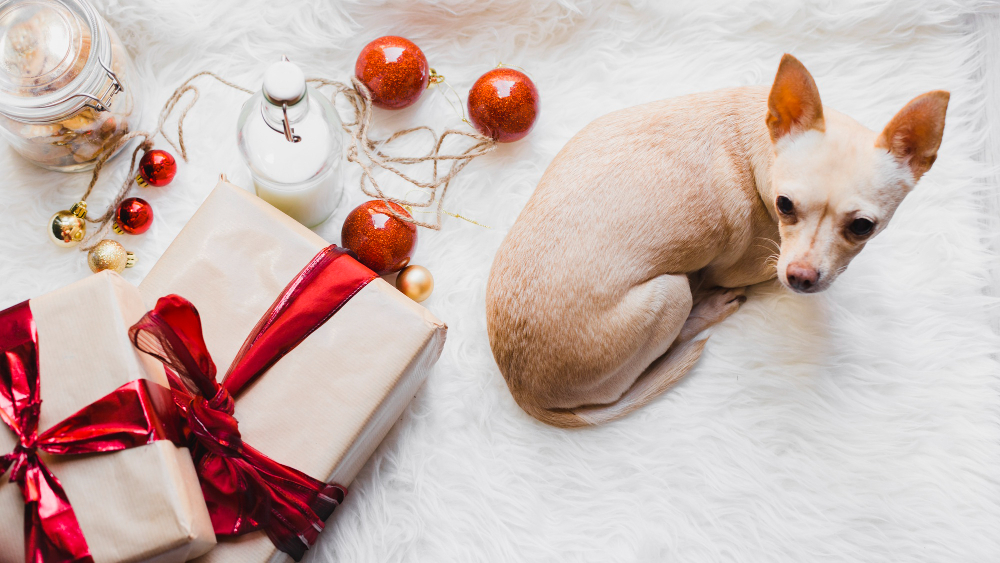 Our homes are filled with products that can cause harm to our dogs during the holidays, including toxic foods, decor and plants.