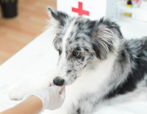 Dogs can get several types of injuries including abrasions, lacerations, puncture wounds and avulsions.