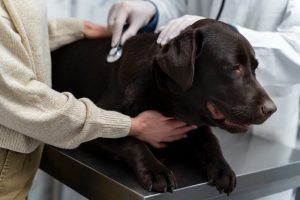 An ultrasound may be needed to check your pet’s internal organs, like the liver, kidneys, and intestines if they have been diagnosed with IBD.