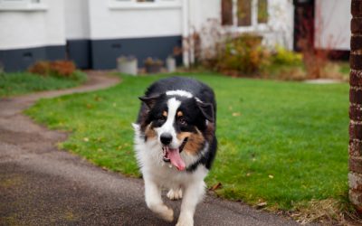 Puppies and senior dogs will need more frequent bathroom breaks.