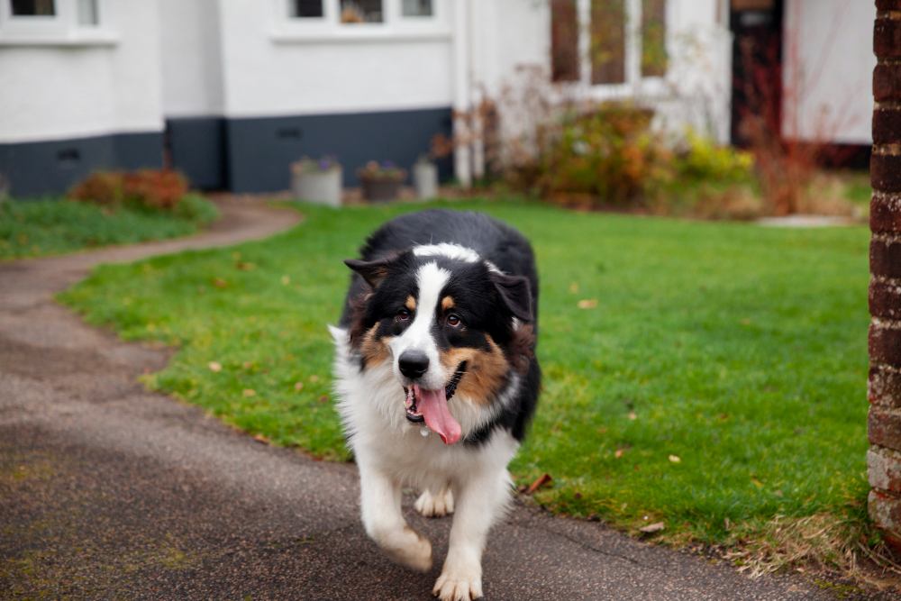 Puppies and senior dogs will need more frequent bathroom breaks.