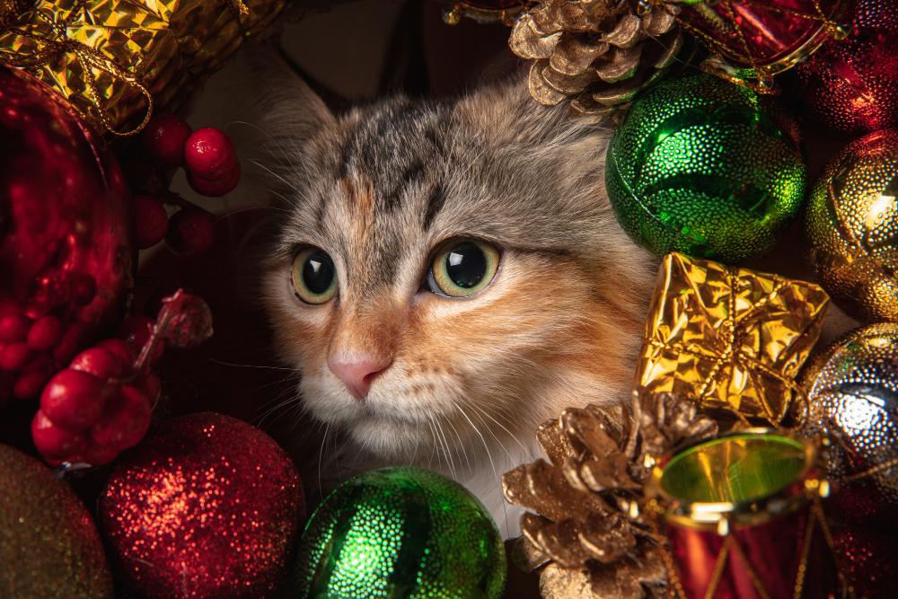 Keeping Your Cat Healthy and Stress-Free During the Holidays