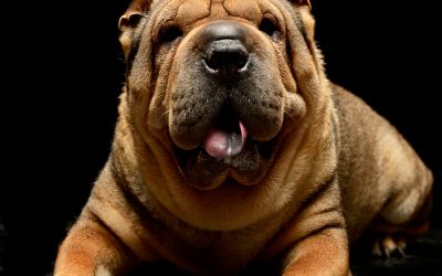 Dog breeds like Chow Chows, Pugs, and Shar Peis are amongst the most common breeds with purple tongues.