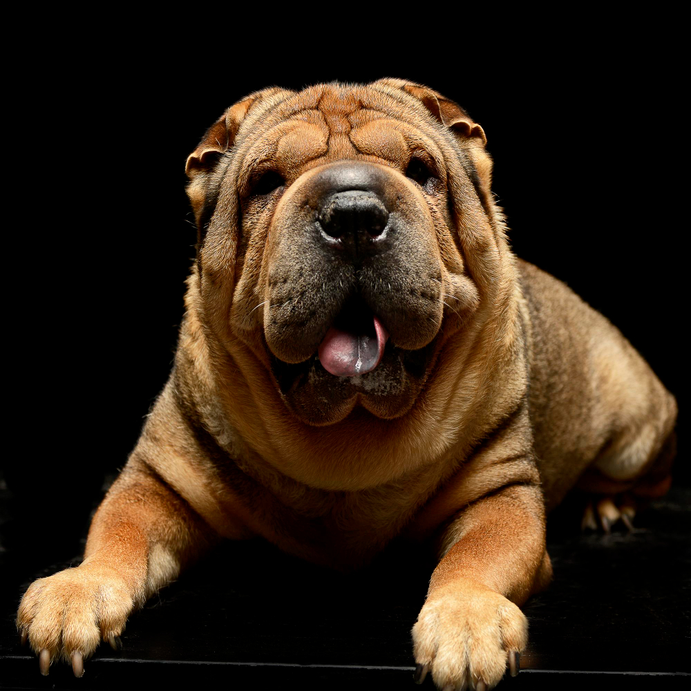 Dog breeds like Chow Chows, Pugs, and Shar Peis are amongst the most common breeds with purple tongues.