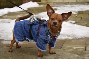 It's important to provide winter coats or sweaters for your dogs in extreme cold temperatures.