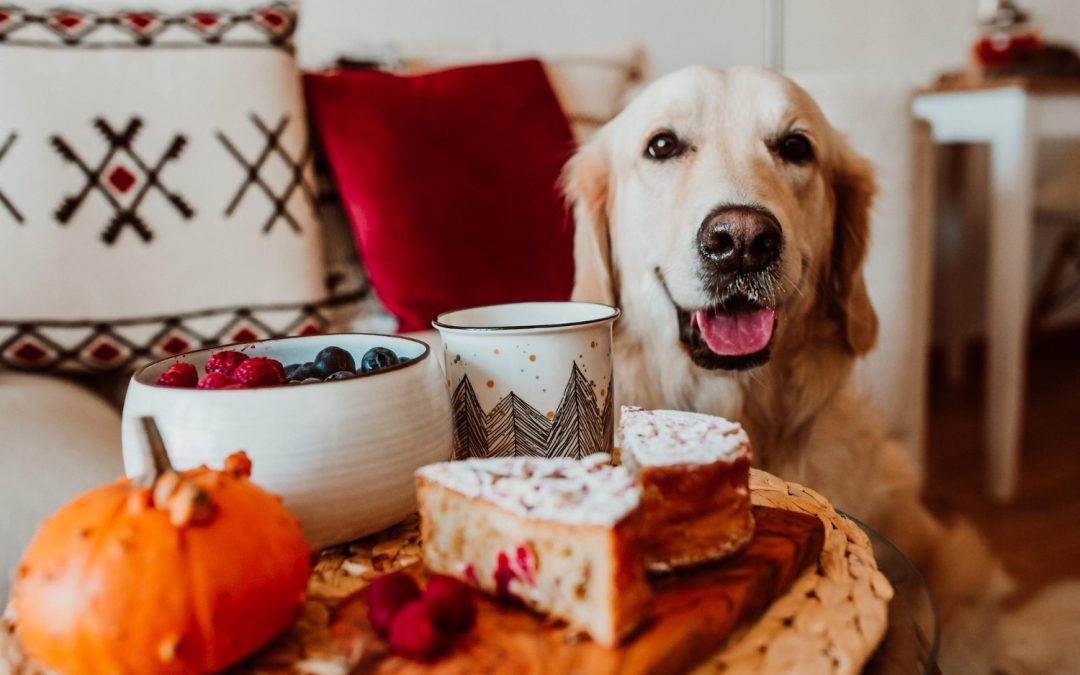 Thanksgiving Food Dogs Can & Can’t Eat [Guide]