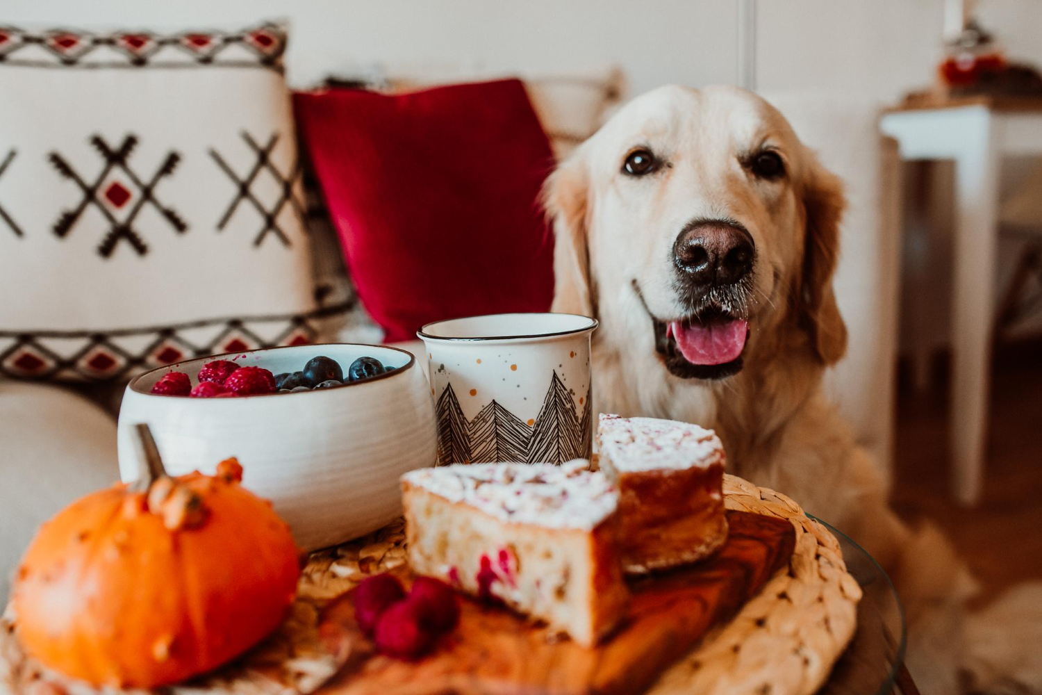 Many Thanksgiving foods can be harmful to your dog, but there are many that are safe choices.