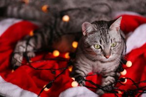 Avoid potential hazards by keeping decorations, tinsel and electrical wires out of your cat's reach.