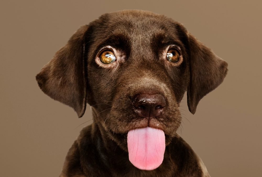 Unhealthy Dog Tongue: White, Pale, Yellow, Blue & Purple