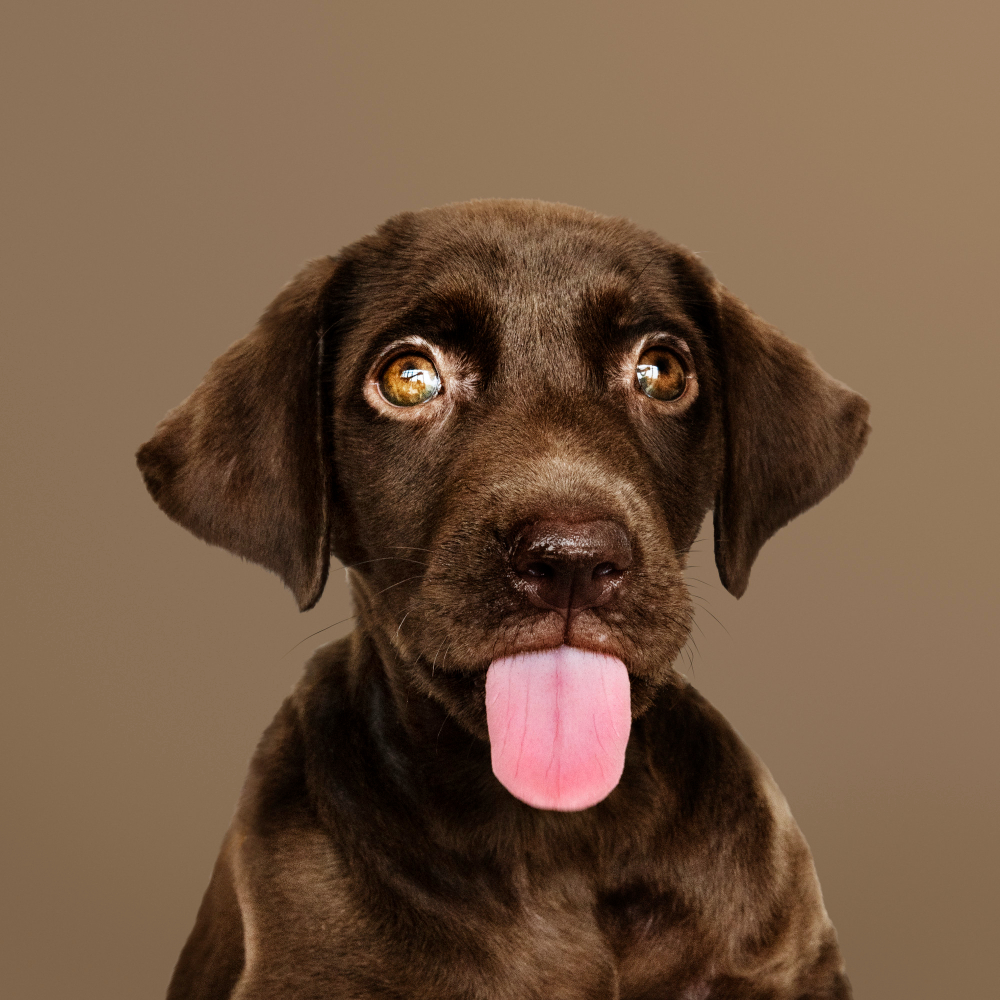 A dog's tongue is typically pink, which comes from blood vessels near the surface.