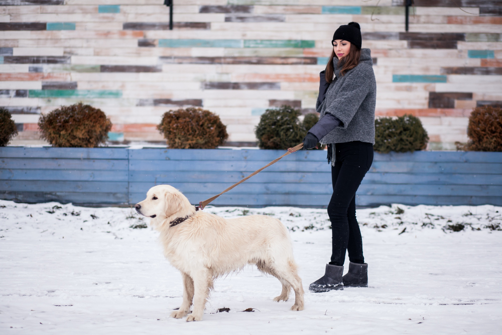 A walk or a hike provides your dog with exercise and lets them explore new sights, sounds, and smells, especially during the holiday season.