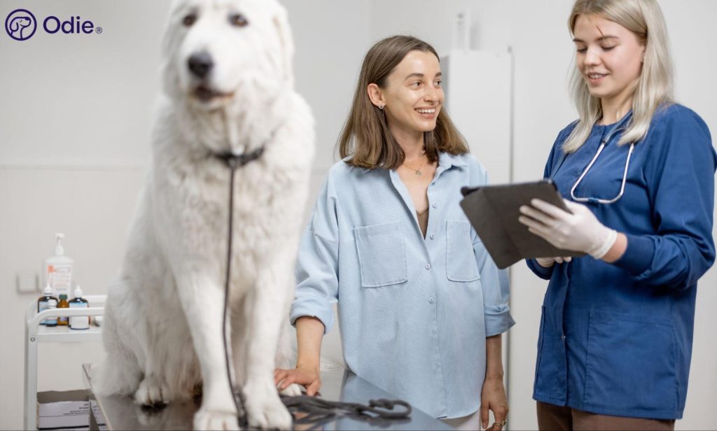 Veterinary technician reviewing digital medical records on a tablet with a pet owner during a routine dog checkup.