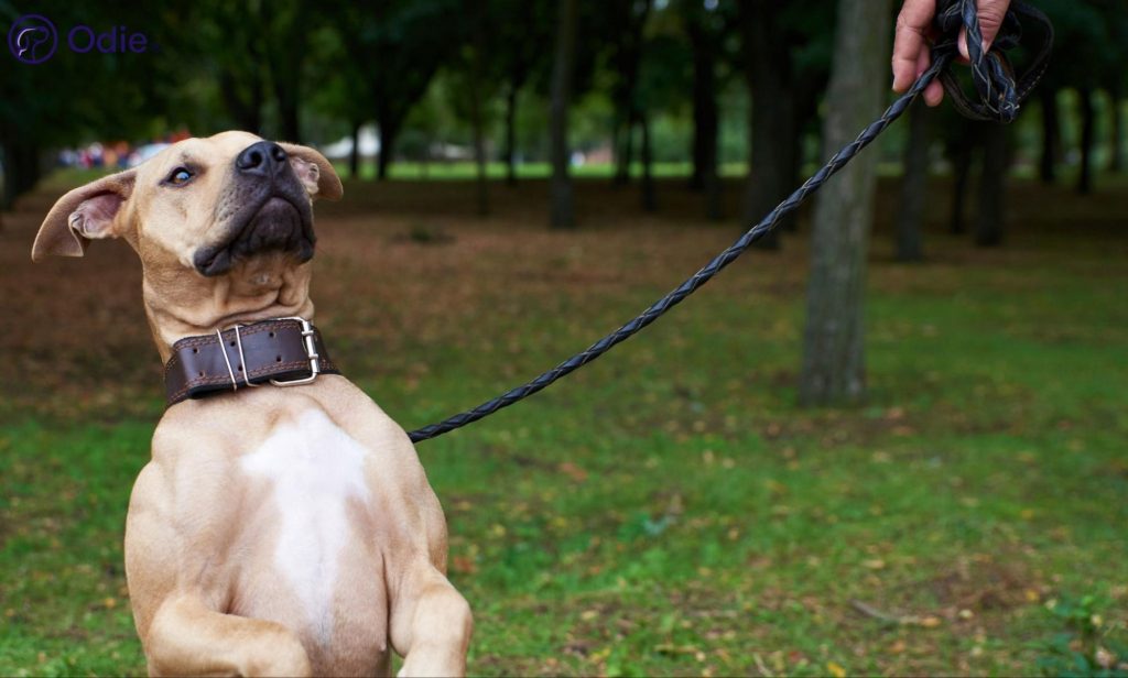 Energetic tan dog on a leash outdoors, representing comprehensive health coverage for active pet breeds.
