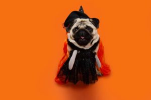 Opt for lightweight materials when choosing Halloween costume for your pet, and monitor them for overheating.