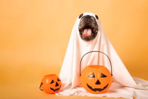 try not to let your dog get overstimulated on Halloween, or let them eat candy.