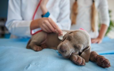 There are four defined stages of heartworm disease, and the cost of treatment varies based on stage.