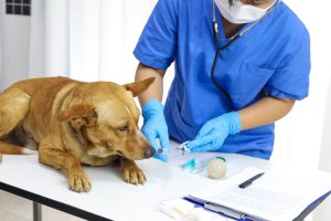 Blood tests can be an essential tool in preventing and diagnosing illnesses in your dog. 