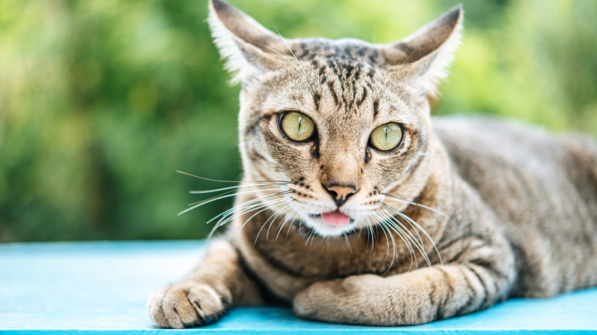 Why Do Cats Slobber: Surprising Reasons You Need to Know