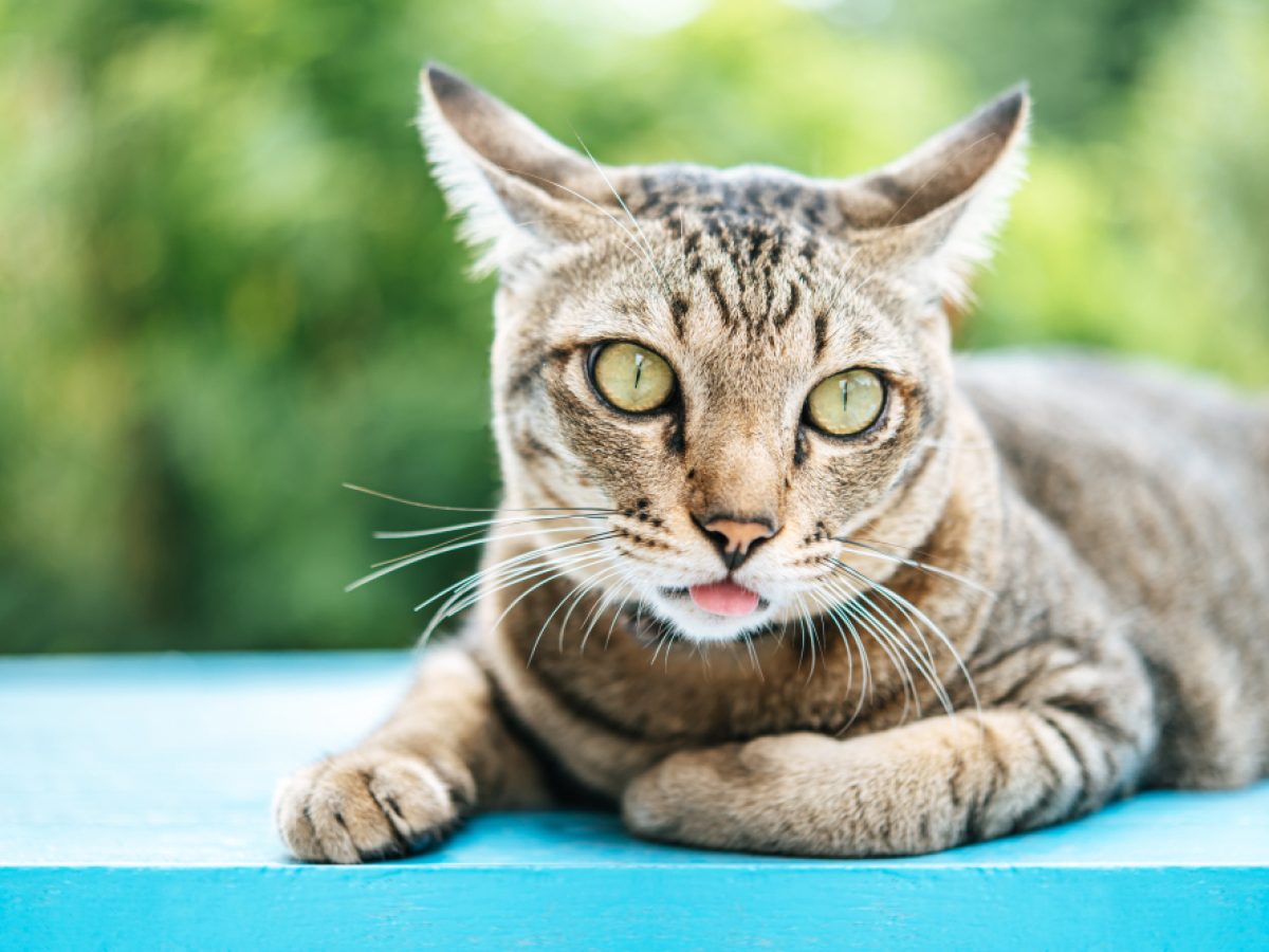 Why is My Cat So Loud When Grooming: Surprising Reasons Explained