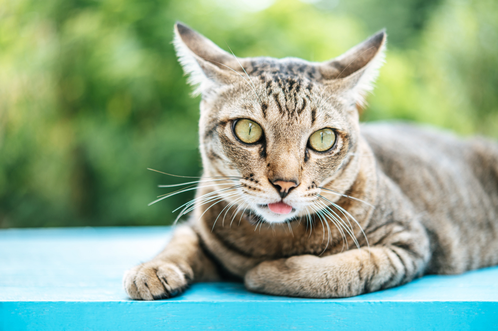 Drooling, often known as hypersalivation, in cats, is the excessive flow of saliva.