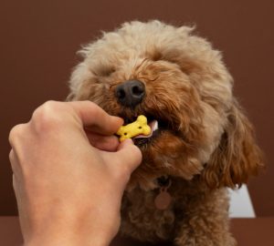 Many times, treats that are specifically for dogs are formulated to meet their nutritional requirements.