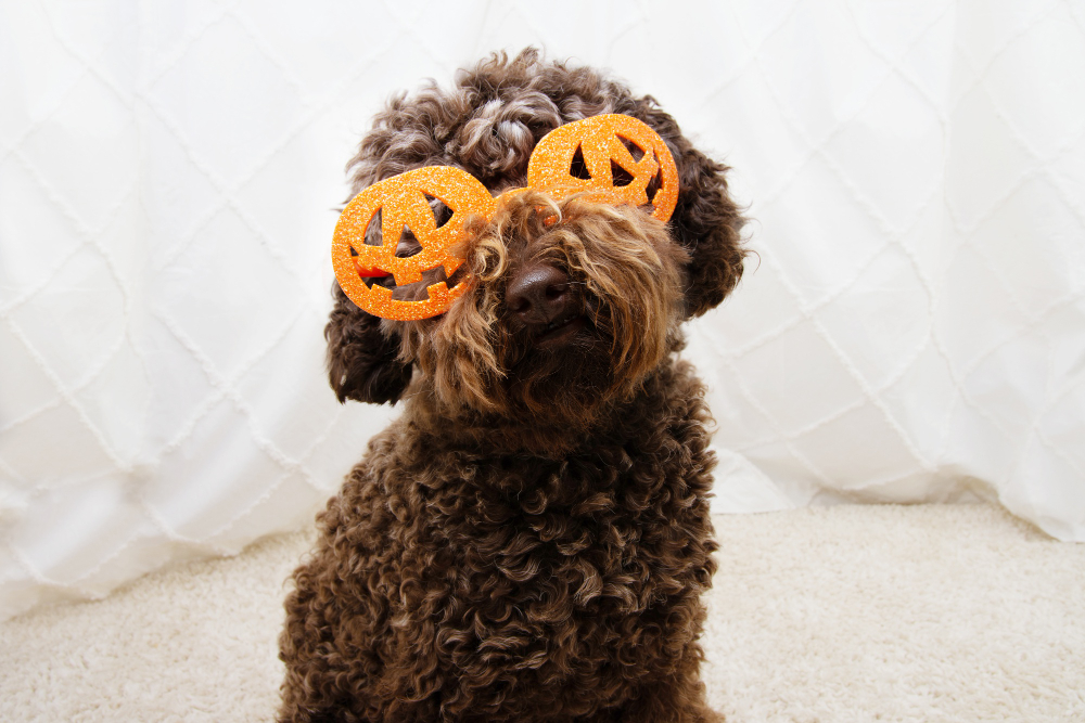 A guide to Halloween safety concerns for our pets.