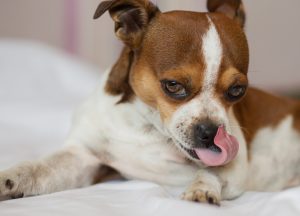 Your dog may lick their paws out of boredom, if they are not getting enough exercise. 