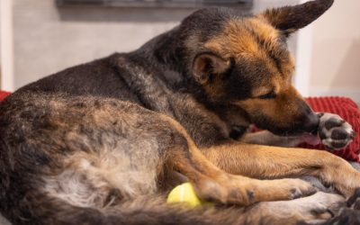 There are many reasons dogs lick their paws, including allergies, injuries, infections, and stress.