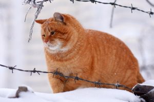 Creating a cat shelter that is easily accessible will help keep your cat safe outside in the winter.