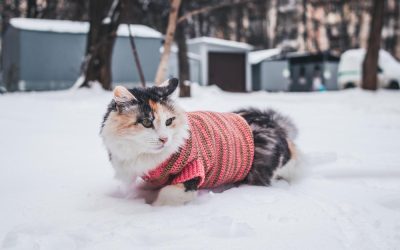 Outdoor cats conserve energy by lowering their activity levels and seeking out warm, insulated spots to stay comfortable.