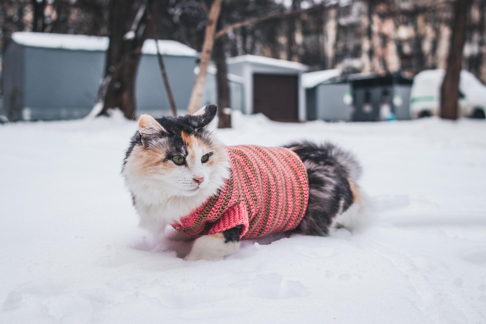 Outdoor cats conserve energy by lowering their activity levels and seeking out warm, insulated spots to stay comfortable.