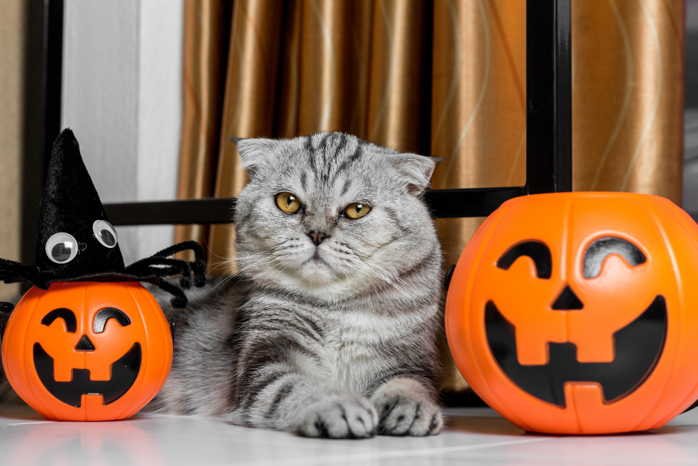 Cats can become overstimulated and anxious during Halloween, so it's important to help comfort them.