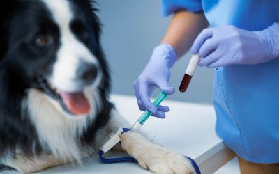 Blood work can aid in the early detection of canine diseases, provide a baseline of your dog's health and help you understand the effectiveness of certain treatments.