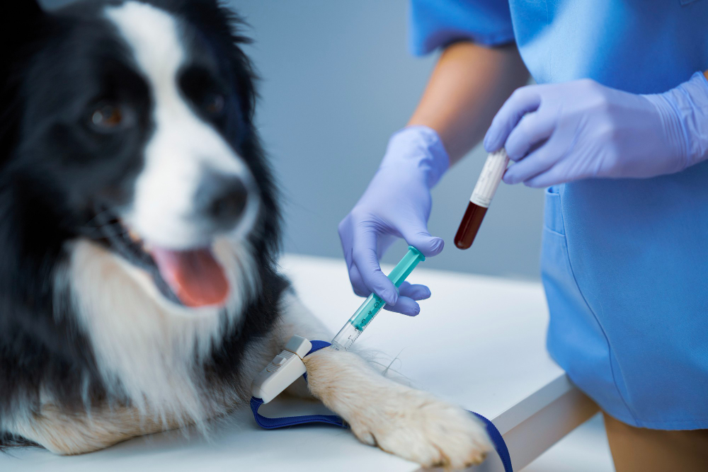 Blood work can aid in the early detection of canine diseases, provide a baseline of your dog's health and help you understand the effectiveness of certain treatments.