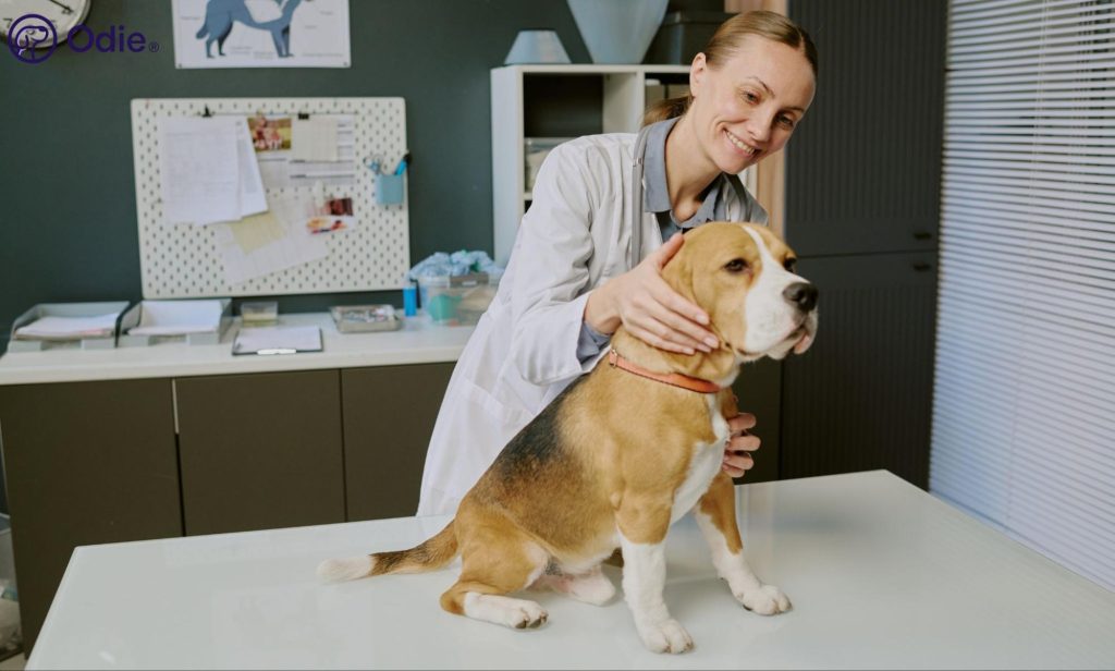Veterinarian examining a Beagle, representing routine wellness care and pet health insurance.