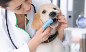 A dental exam by your vet can help detect periodontal disease early on.