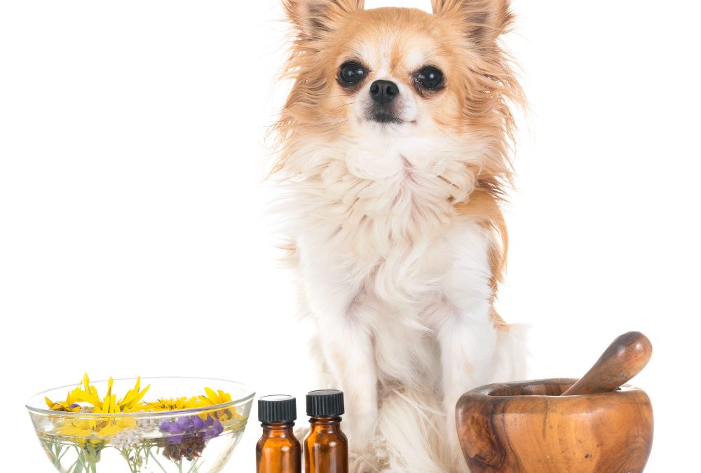 Which Essential Oils Are Safe For Dogs, And Which Are Toxic?