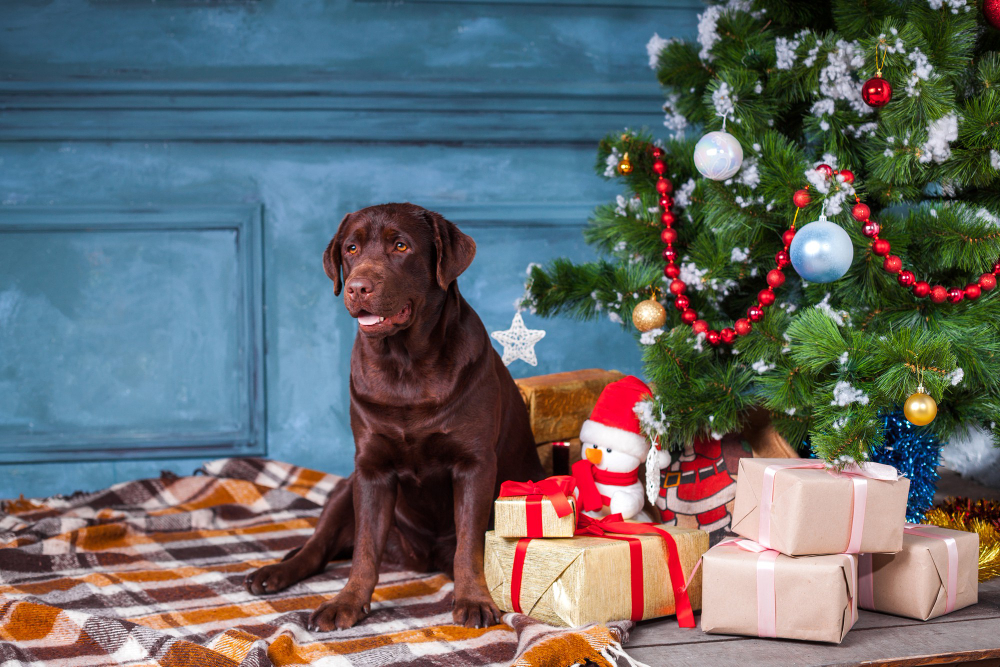 Techniques To Keep Your Dog Calm and Happy During the Christmas Season