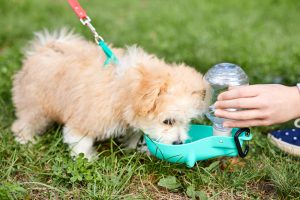 Older puppies require between one-half ounce and one ounce of water per pound of body weight each day.