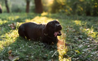 Constipation in dogs may lead to bloating, uncomfortableness, and loss of appetite.