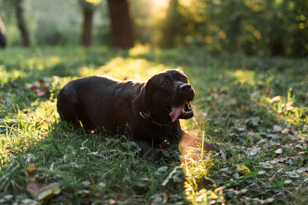 What to Give a Dog for Constipation: A Vet’s Advice