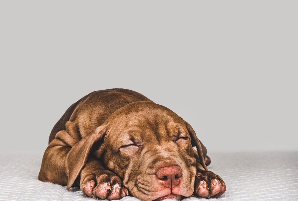 What Is Lethargy In Dogs & How to Treat It?