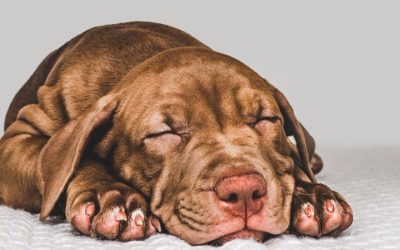 Dogs and puppies may become lethargic due to illnesses or injuries.