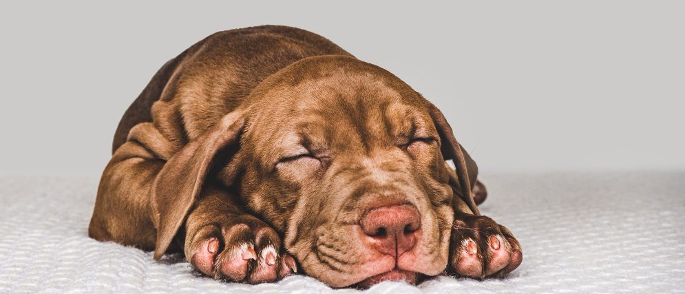 Dogs and puppies may become lethargic due to illnesses or injuries.