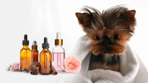 Some essential oils like lavendar, ginger, and chamomile are considered safe for dogs.