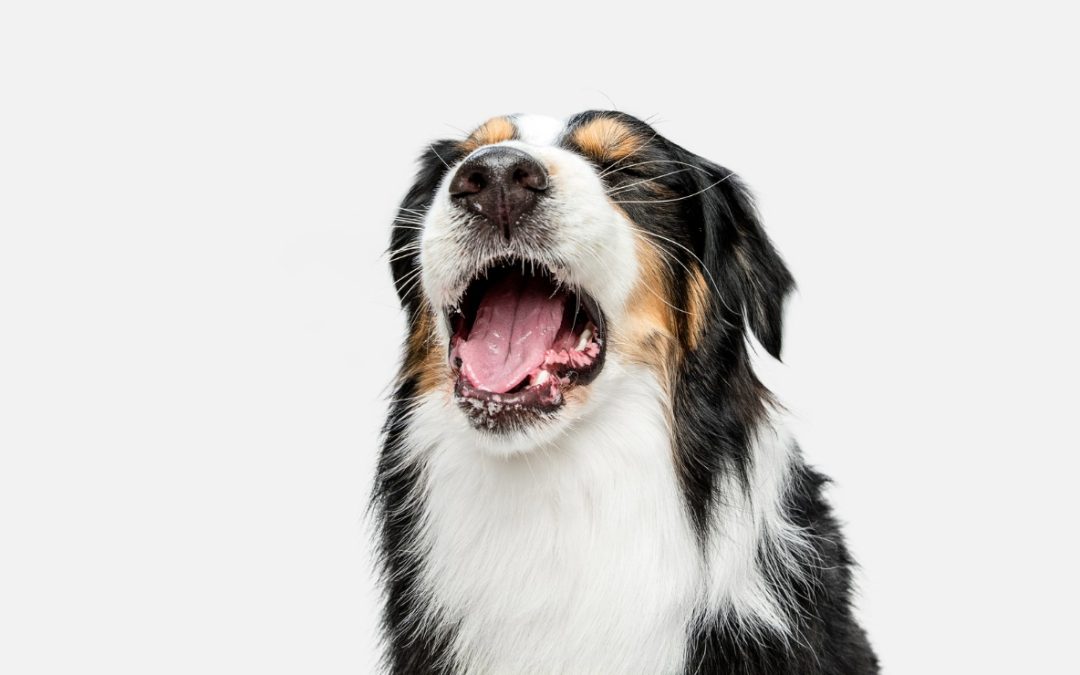 Why Does My Dog Have Hiccups & How Do I Treat Them?