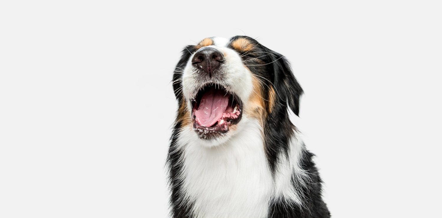 Dogs can get hiccups from eating or drinking too quickly, excitement, stress, and sometimes because of gastric issues.