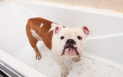 When a dog vomits white foam, it often contains a mixture of saliva, mucus, and partially digested food that has been bothering their stomach.