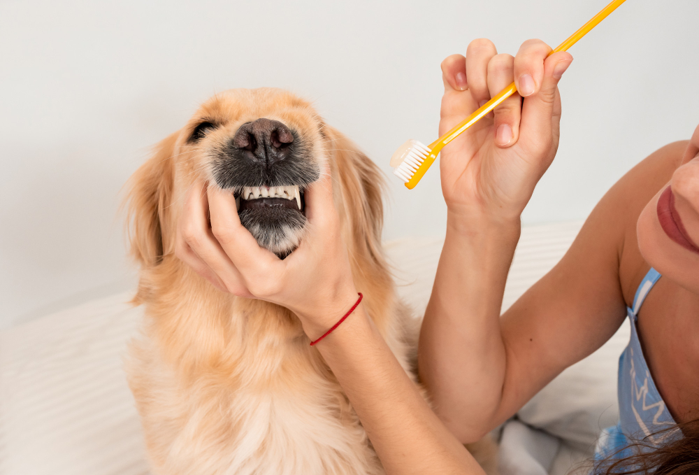 Plaque and tartar buildup can lead to gum inflammation, tooth decay, and even infections which all cause bad breath in dogs.