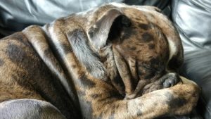 Arthritis or joint pain may lead to lethargy in dogs.